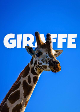 Giraffe Portrait on Blue Background