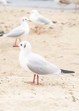 Seagulls on a sandy beach