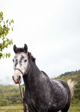 Dapple Gray Horse Portrait
