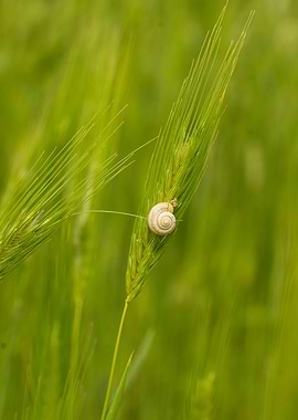 Snail on Wheat
