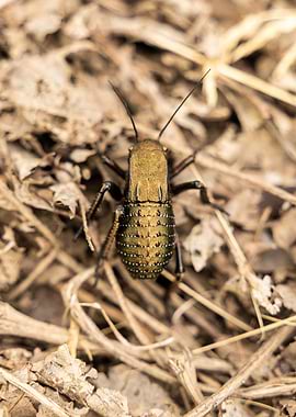 Metallic Green Cricket on Dry Leaves