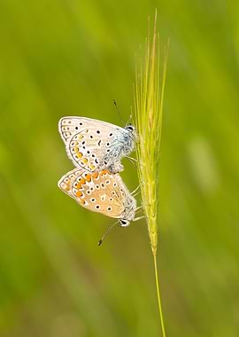 Two Butterflies on a Wheat Stalk