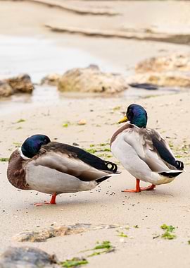Two Mallard Ducks on a Beach