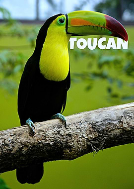 Colorful Toucan on Branch