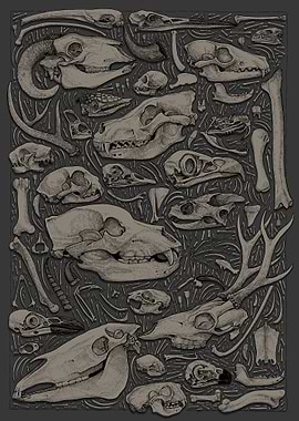 Animal Skulls and Bones Illustration ( coloured version)