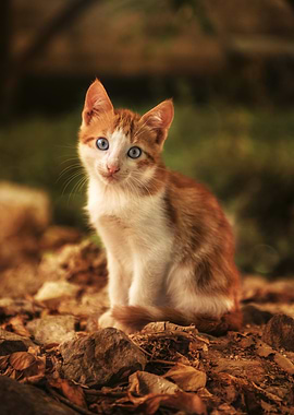 Ginger and White Kitten Portrait