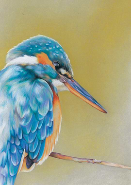 kingfisher