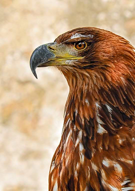 Majestic Eagle Portrait