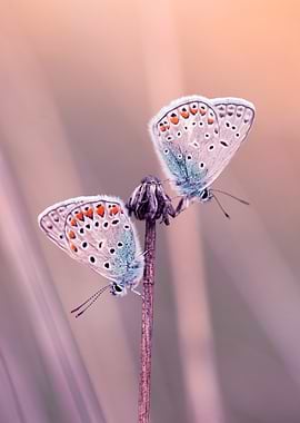 Two Butterflies on a Dried Flower