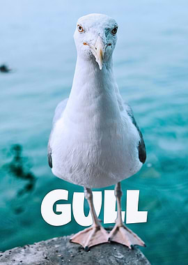 Gull portrait