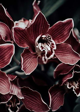 Burgundy Orchid Close-Up
