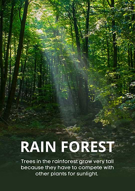Lush Rainforest with Sun Rays