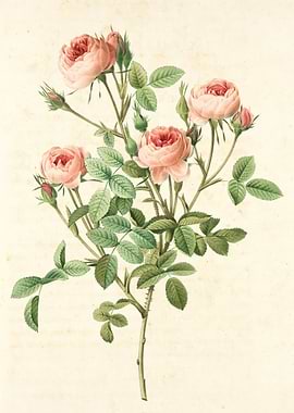 Vintage Rose Botanical Illustration watercolor