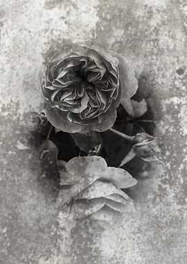 Monochrome Roses on Textured Background