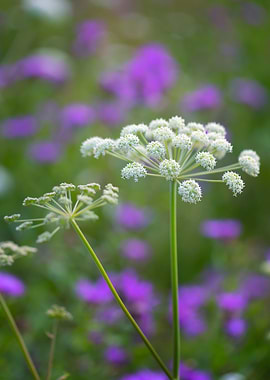 White Flowers in a Purple Field