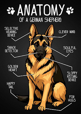 Anatomy of a German Shepherd