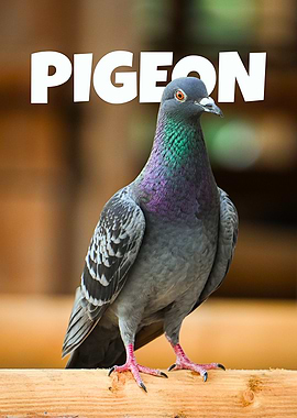 Pigeon Portrait