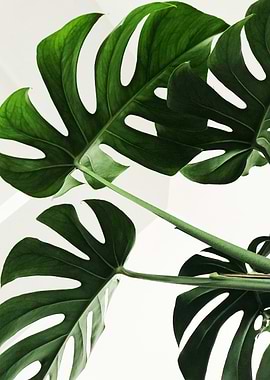 Monstera Plant Close-Up