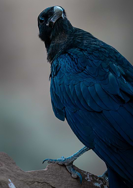 Curious Raven
