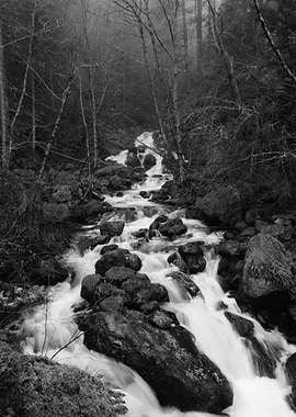 Monochrome Forest Stream