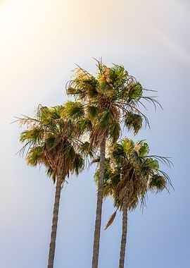 Blue sky palms