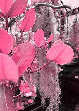Neon Bloom - Pink Leaves and Spanish Moss
