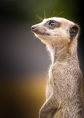 Meerkat Standing Alert