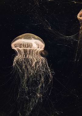 Glowing Jellyfish in Dark Water