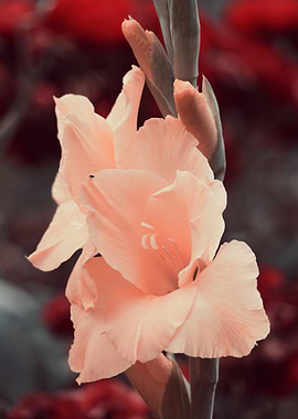Peach Gladiolus Flower Close-Up