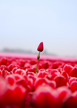 Red Tulip Bud in Field