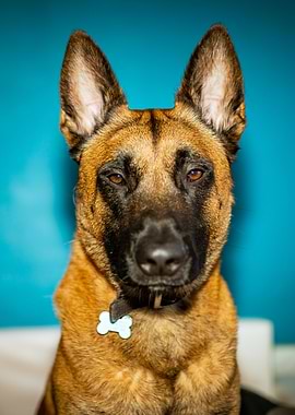 Dog Portrait with Blue Background