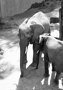 Elephant Mother and Calf in Black and White