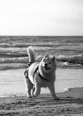 Dog on the beach in black and white