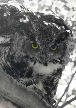 Great Horned Owl Portrait