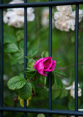 Pink Rose Behind Metal Fence