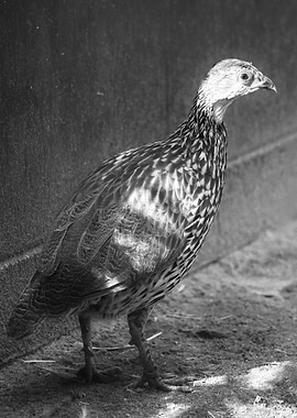 Black and White Bird Portrait