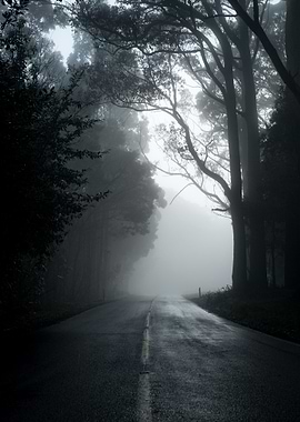 Misty Road Through Forest