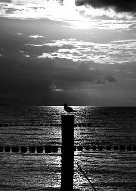Seagull on Post, Black and White