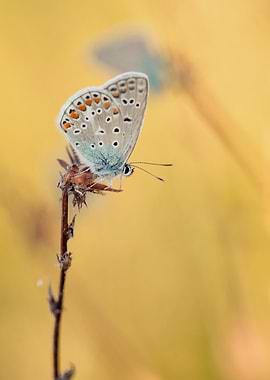 Butterfly on a Stem