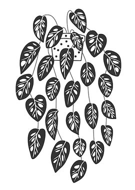 Monstera Adansonii Plant Illustration