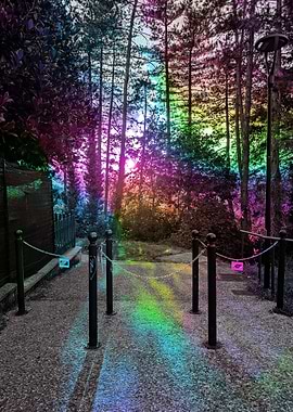 Rainbow Forest Path
