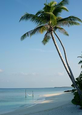 Tropical Beach with Palm Trees