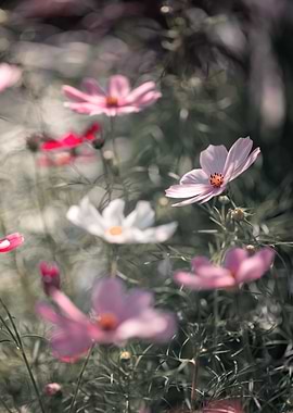 Cosmos Flowers in a Field