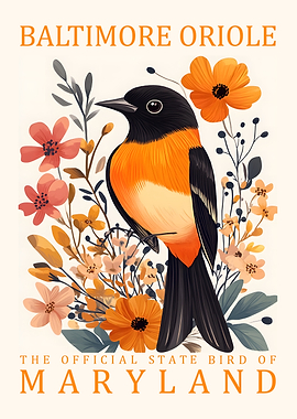 Baltimore Oriole Maryland State Bird Art