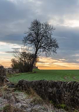 Winter Field Landscape with Stone Wall