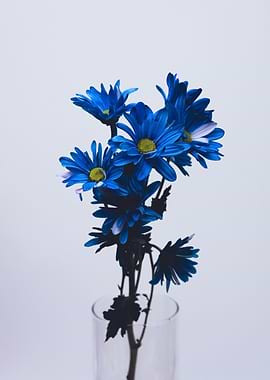 Blue Daisies in Vase