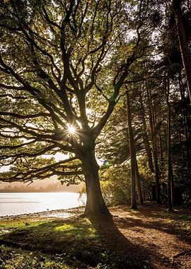 Sunlit Tree by the Lake