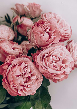 Bouquet of Pink Roses