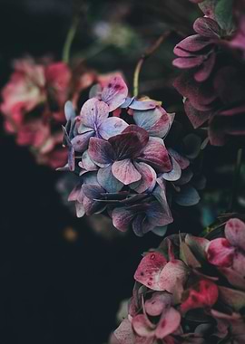 Hydrangea Bloom in Moody Light