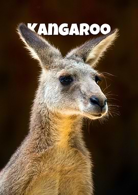 Kangaroo Portrait